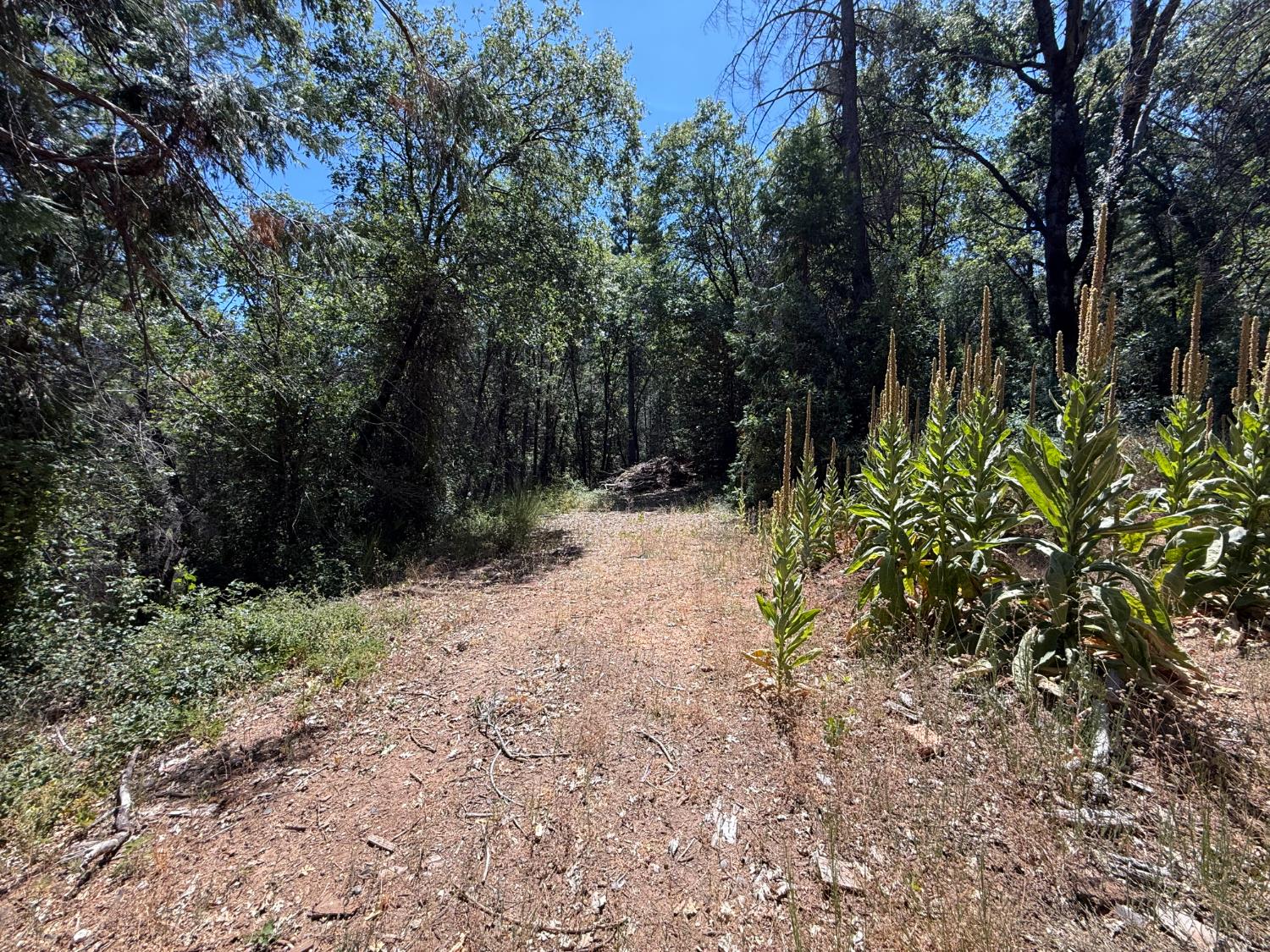 15473 Blind Shady Road Nevada City, CA 95959 - Photo 7 of 24 a view of a yard with plants and trees