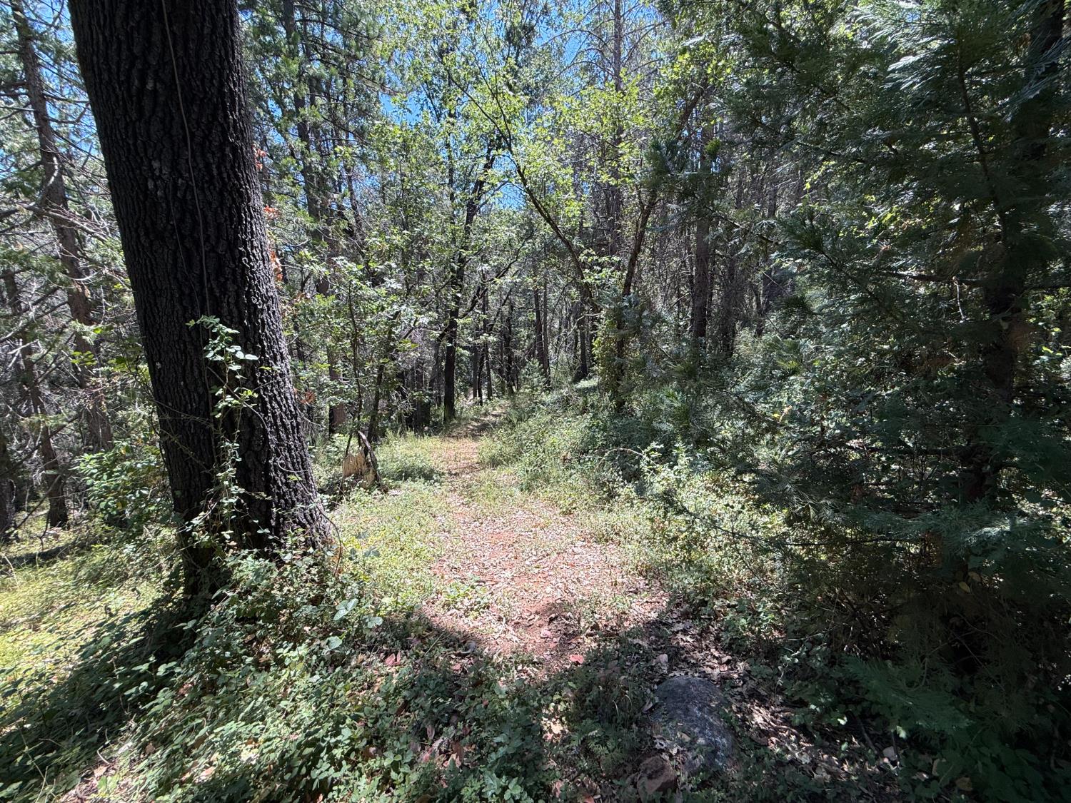15473 Blind Shady Road Nevada City, CA 95959 - Photo 9 of 24 a view of a forest with trees