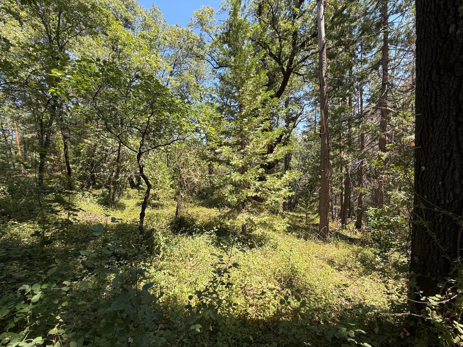 15473 Blind Shady Road Nevada City, CA 95959 - Photo 10 of 24 a view of a yard