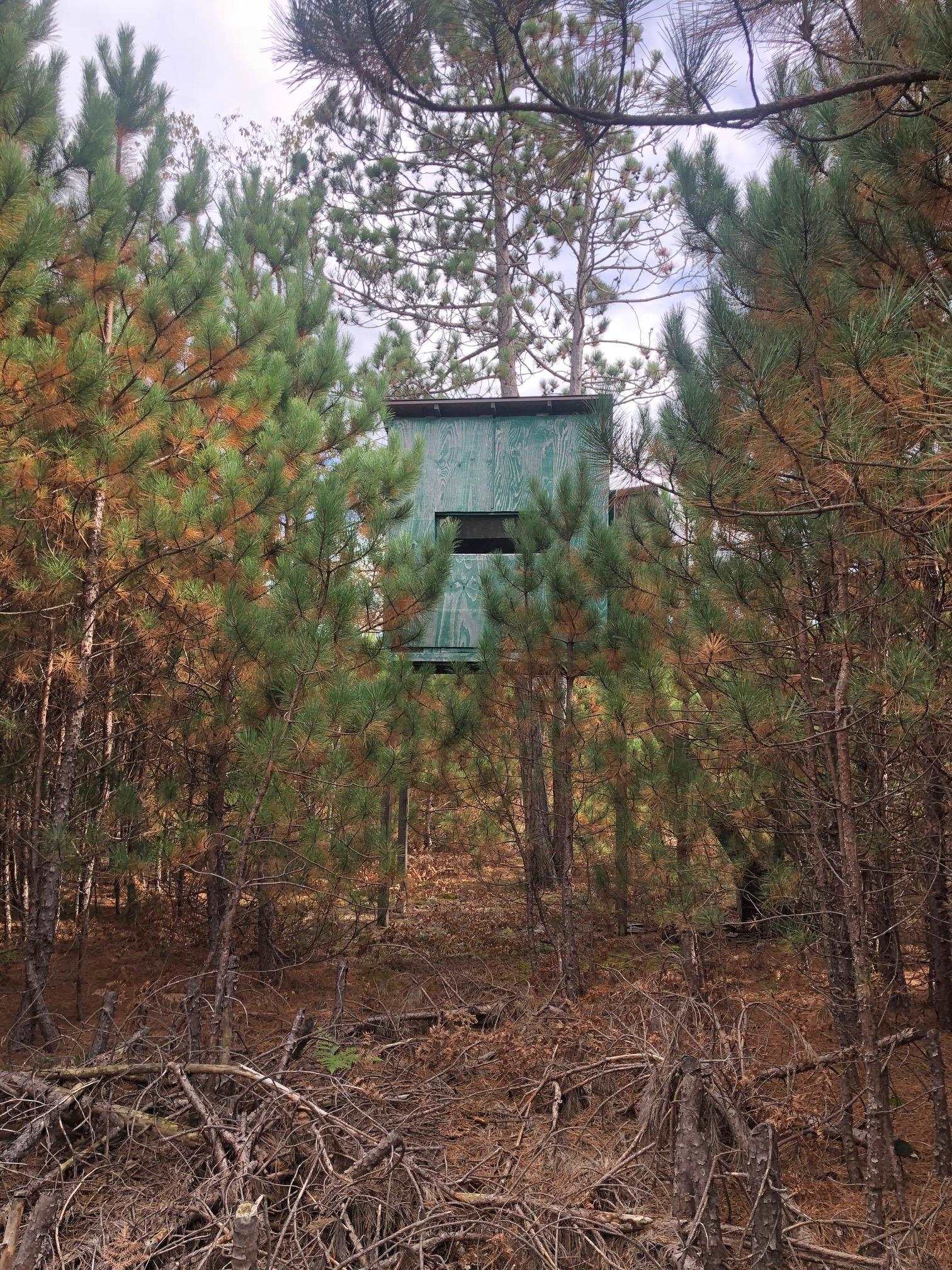 53-acres Potter Road Kaleva, MI 49645 - Photo 11 of 30 Gallery Image 11