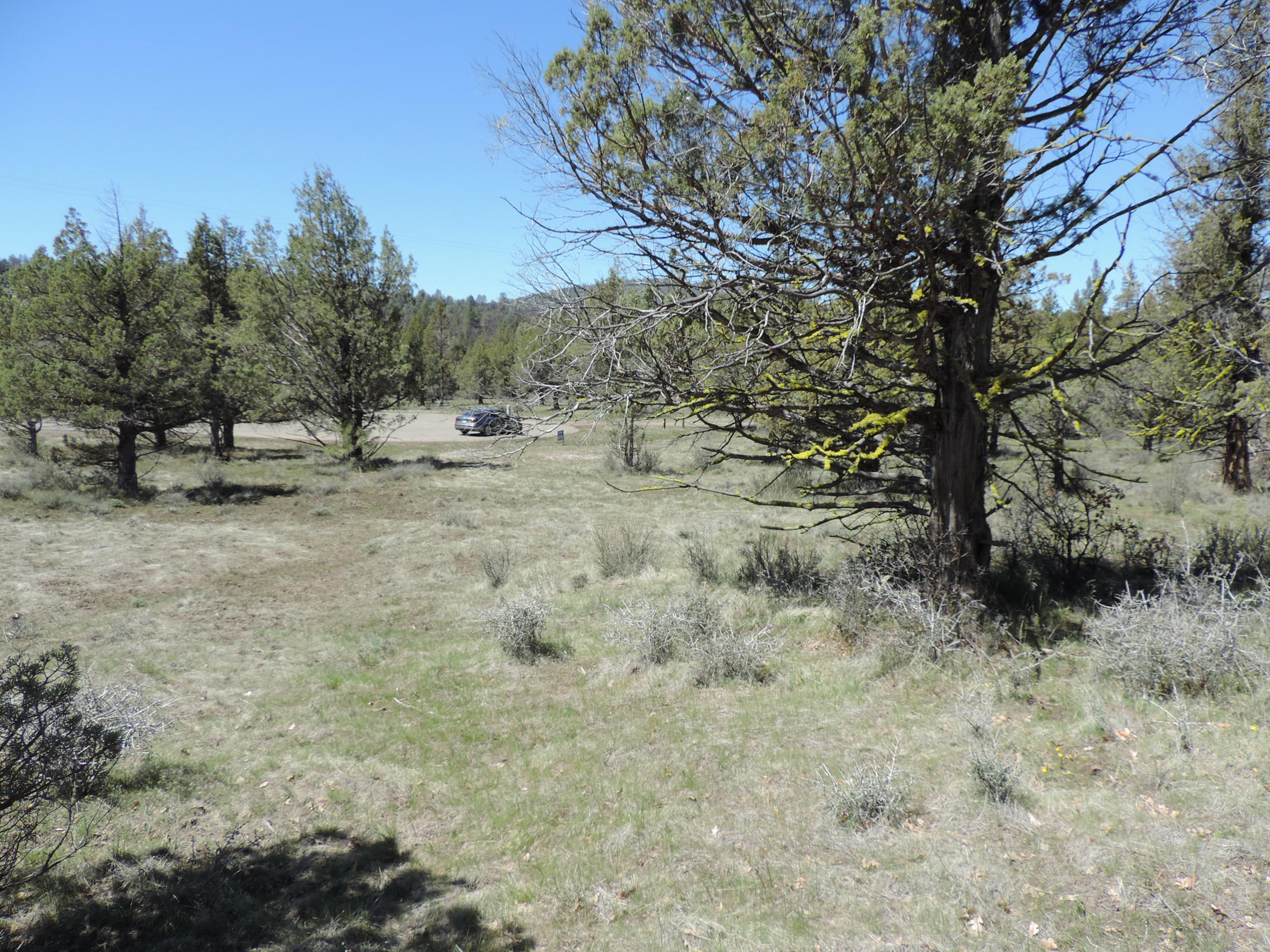 Lot 48 Natchez Court Fall River Mills, CA 96028 - Photo 13 of 18 a view of a dry yard with trees