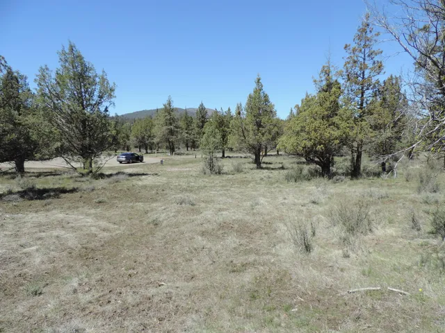a view of a dry yard with trees