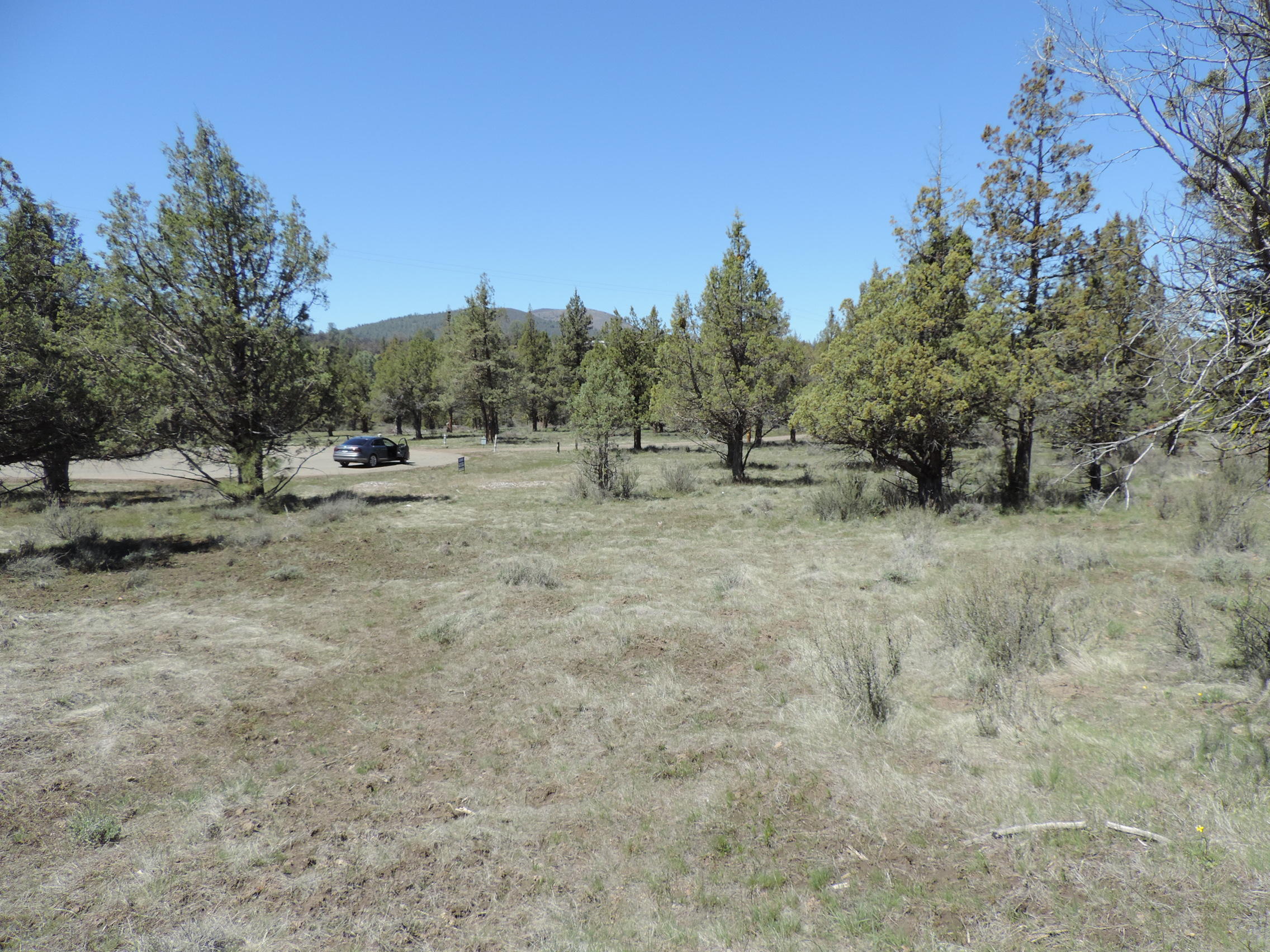 Lot 48 Natchez Court Fall River Mills, CA 96028 - Photo 14 of 18 a view of dirt field with large trees
