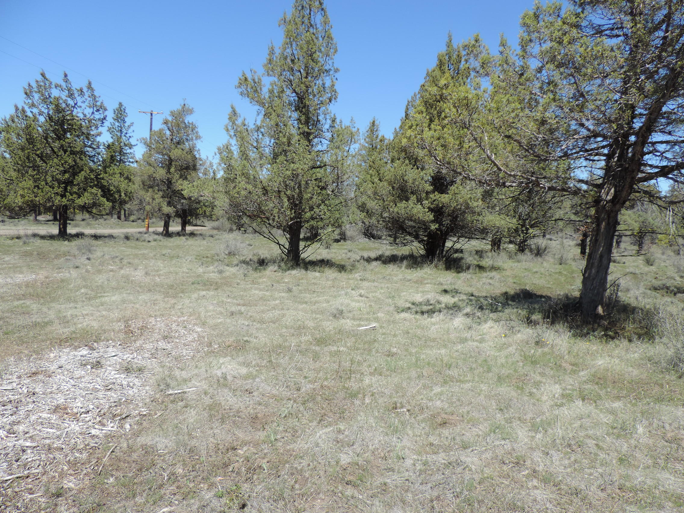Lot 48 Natchez Court Fall River Mills, CA 96028 - Photo 15 of 18 a view of a dry yard with trees