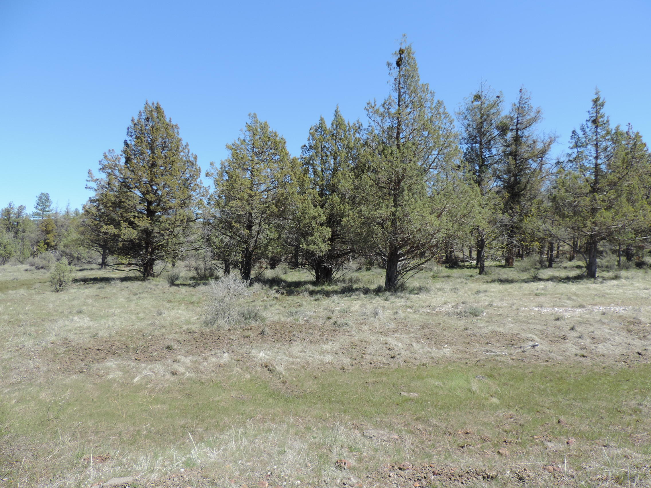 Lot 48 Natchez Court Fall River Mills, CA 96028 - Photo 16 of 18 a view of a dry yard with trees