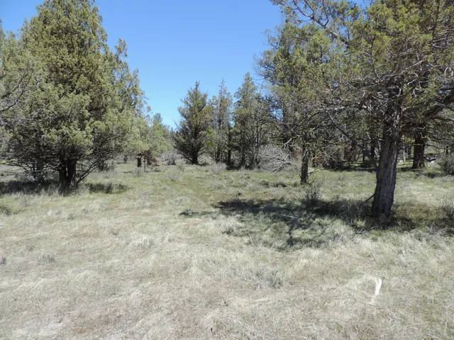 a view of a dry yard with trees