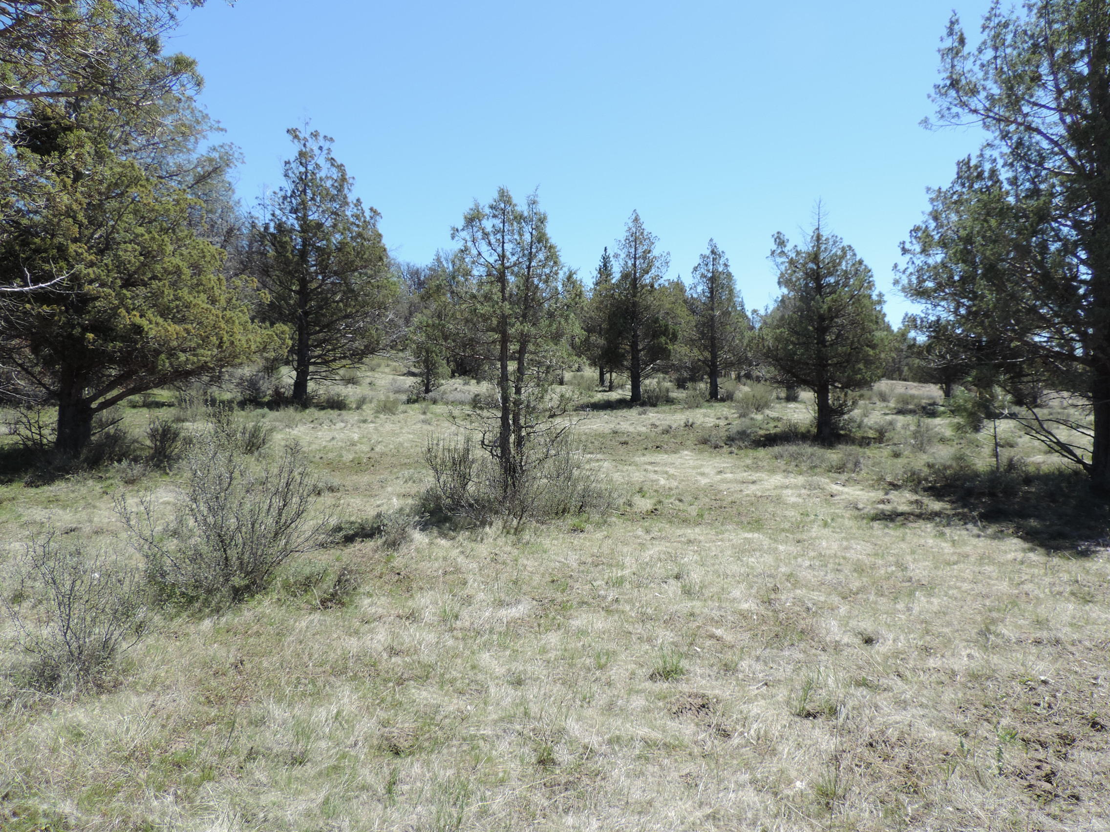 Lot 48 Natchez Court Fall River Mills, CA 96028 - Photo 4 of 18 a view of a dry yard with trees