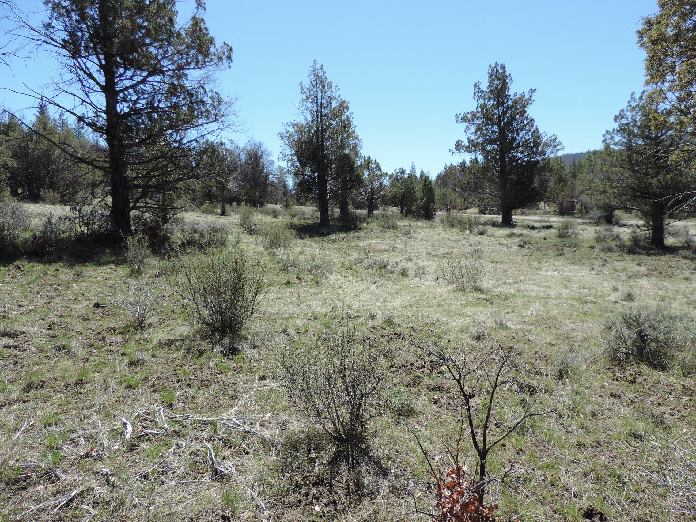 Lot 48 Natchez Court Fall River Mills, CA 96028 - Photo 5 of 18 a view of a dry yard with trees