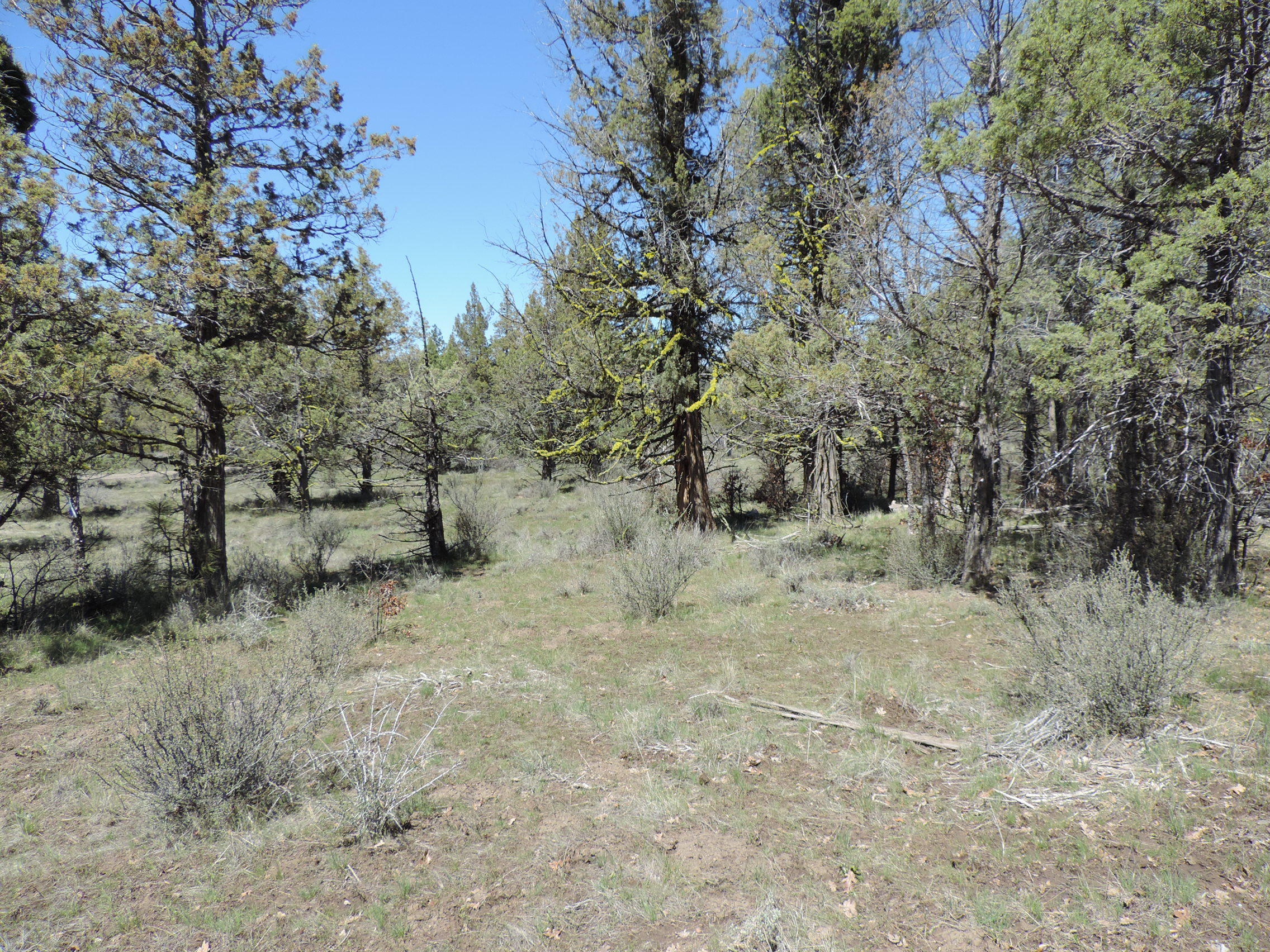 Lot 48 Natchez Court Fall River Mills, CA 96028 - Photo 6 of 18 a view of a dry yard with trees