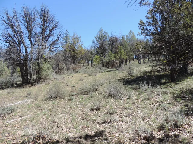 a view of a dry yard with trees