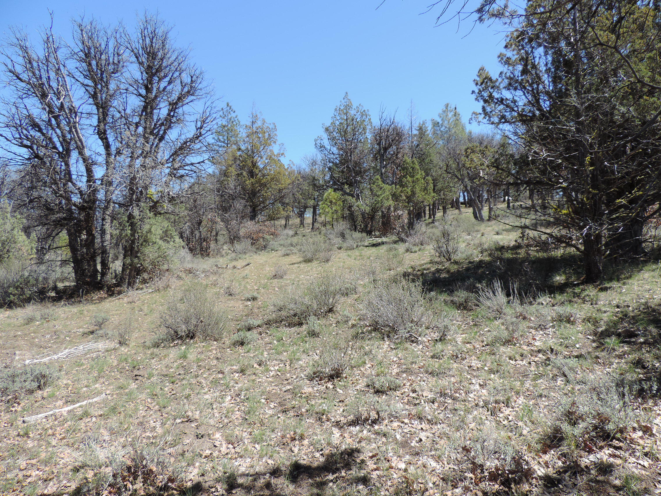 Lot 48 Natchez Court Fall River Mills, CA 96028 - Photo 7 of 18 a view of a dry yard with trees