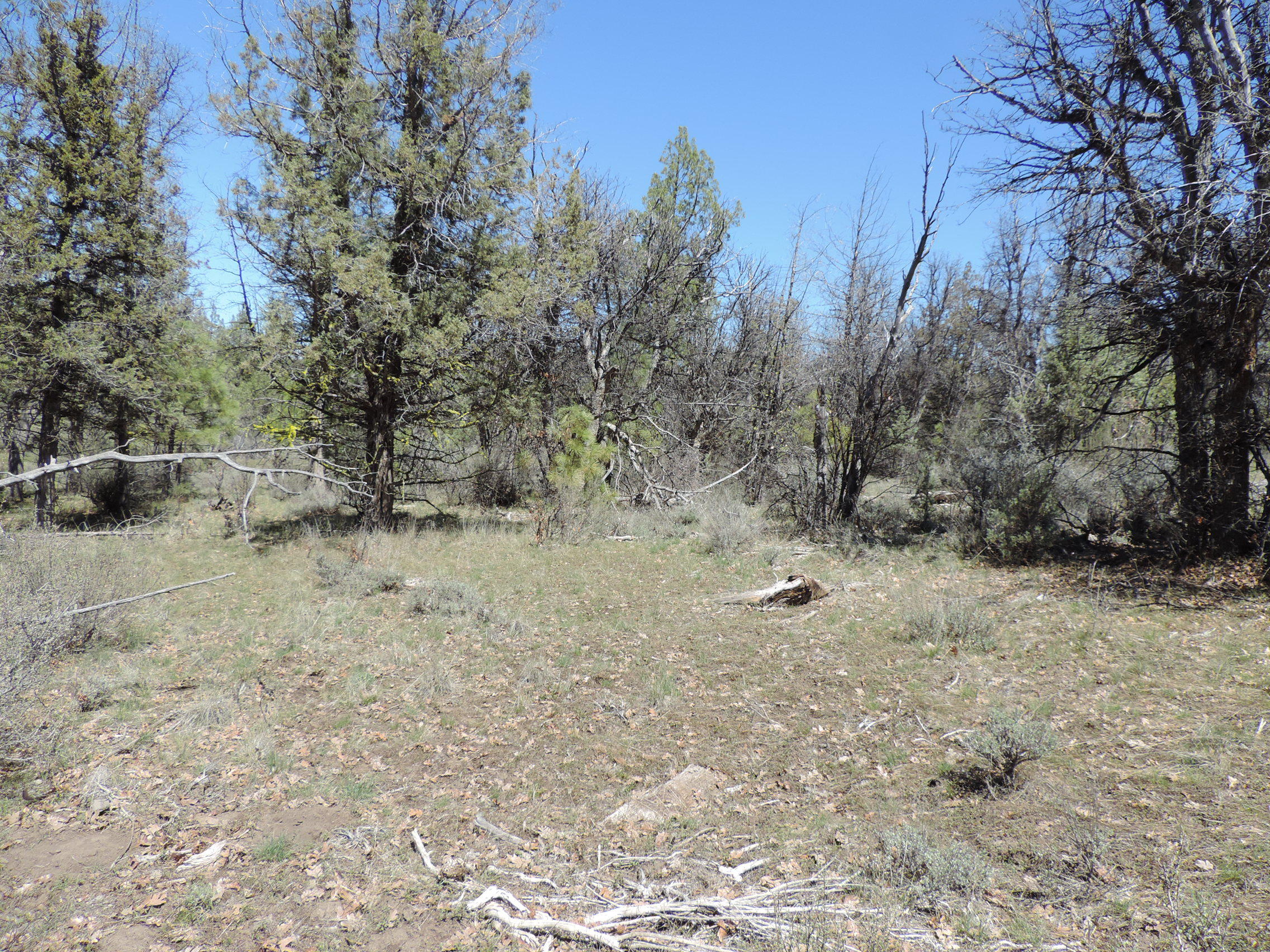 Lot 48 Natchez Court Fall River Mills, CA 96028 - Photo 9 of 18 a view of a yard with a tree