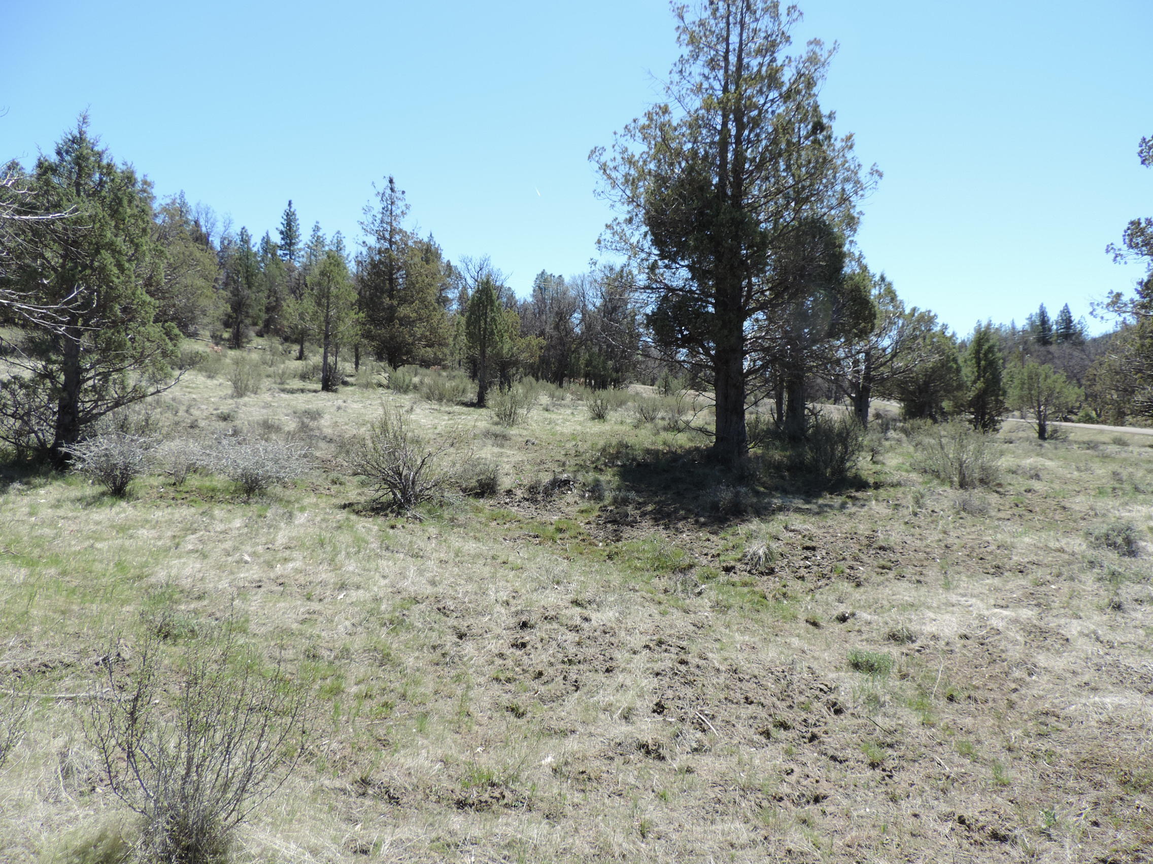 Lot 48 Natchez Court Fall River Mills, CA 96028 - Photo 10 of 18 a view of a dry yard with trees