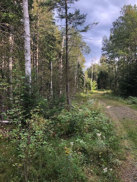 0 Main Street Sandy River Plt, ME 04970 - Photo 14 of 19 Woods