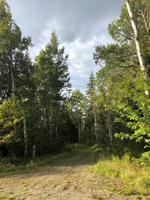 0 Main Street Sandy River Plt, ME 04970 - Photo 16 of 19 Birches
