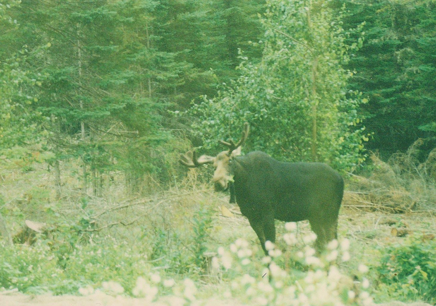 0 Main Street Sandy River Plt, ME 04970 - Photo 9 of 19 Wildlife