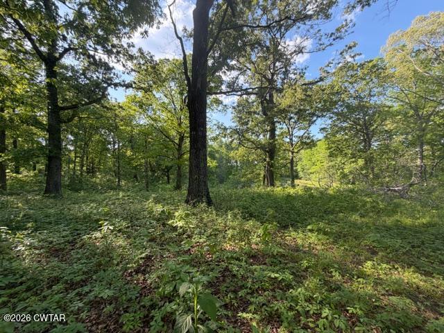 0 McBride Cemetery Road Sardis, TN 38371 - Photo 27 of 41 a view of a forest with trees