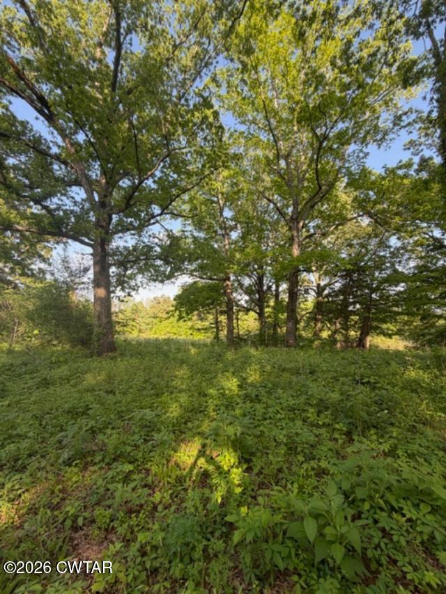 0 McBride Cemetery Road Sardis, TN 38371 - Photo 28 of 41 a view of a yard with a tree