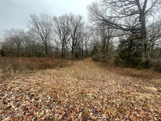 a view of a yard with a tree