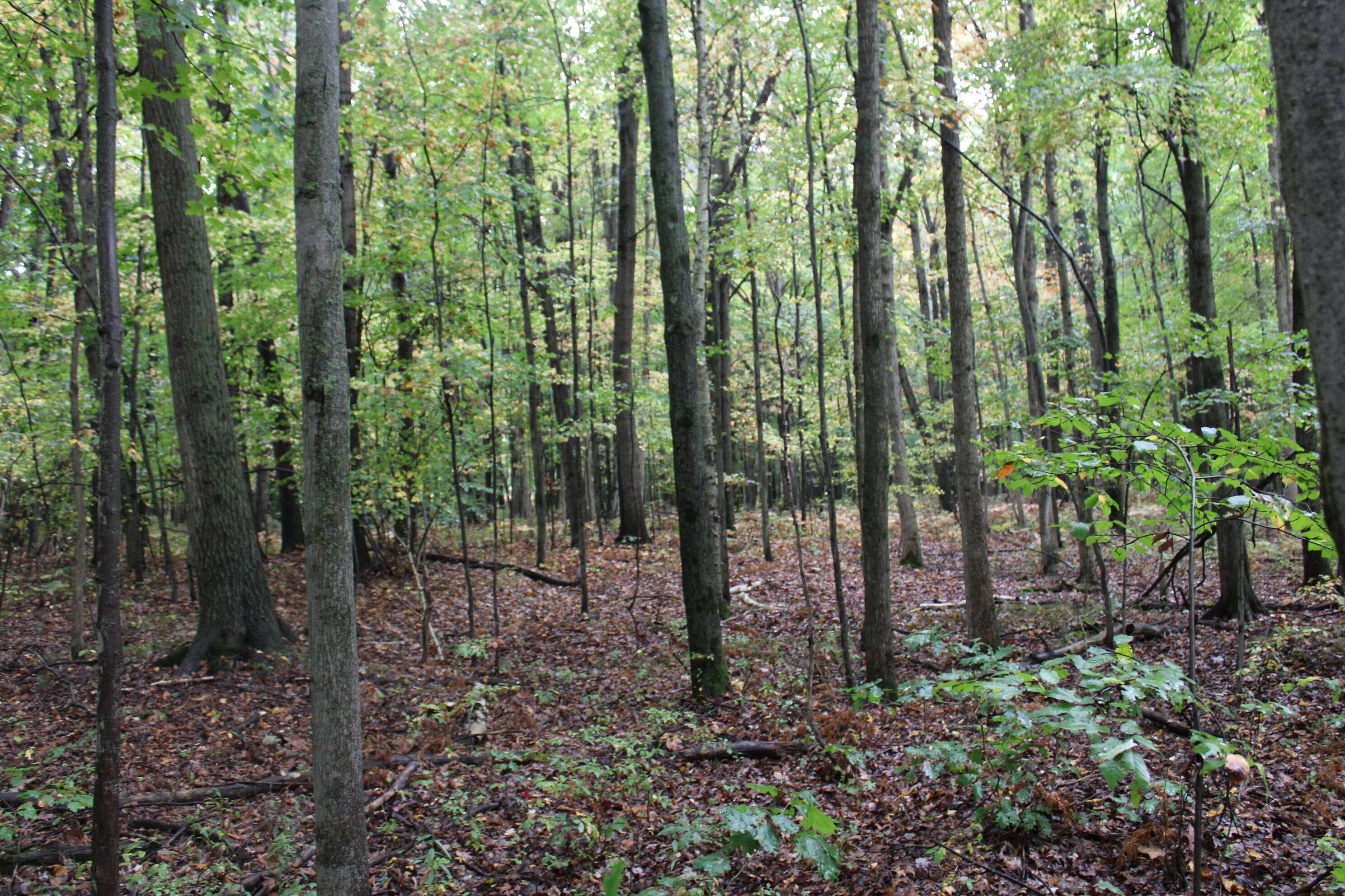 -vl South Mason Road Ashley, MI 48806 - Photo 19 of 44 IMG_5039