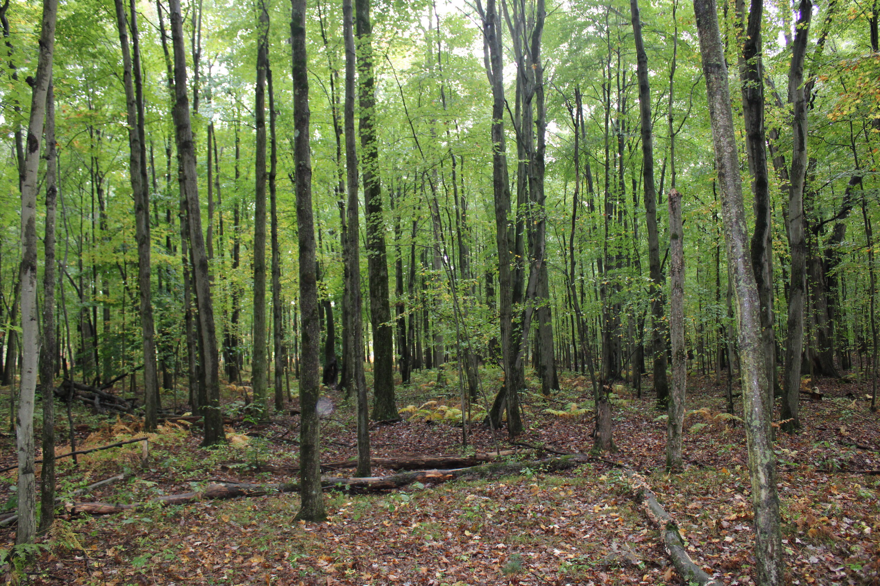 -vl South Mason Road Ashley, MI 48806 - Photo 20 of 44 IMG_5040