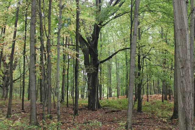 $539,000 | -vl South Mason Road, Ashley, MI 48806