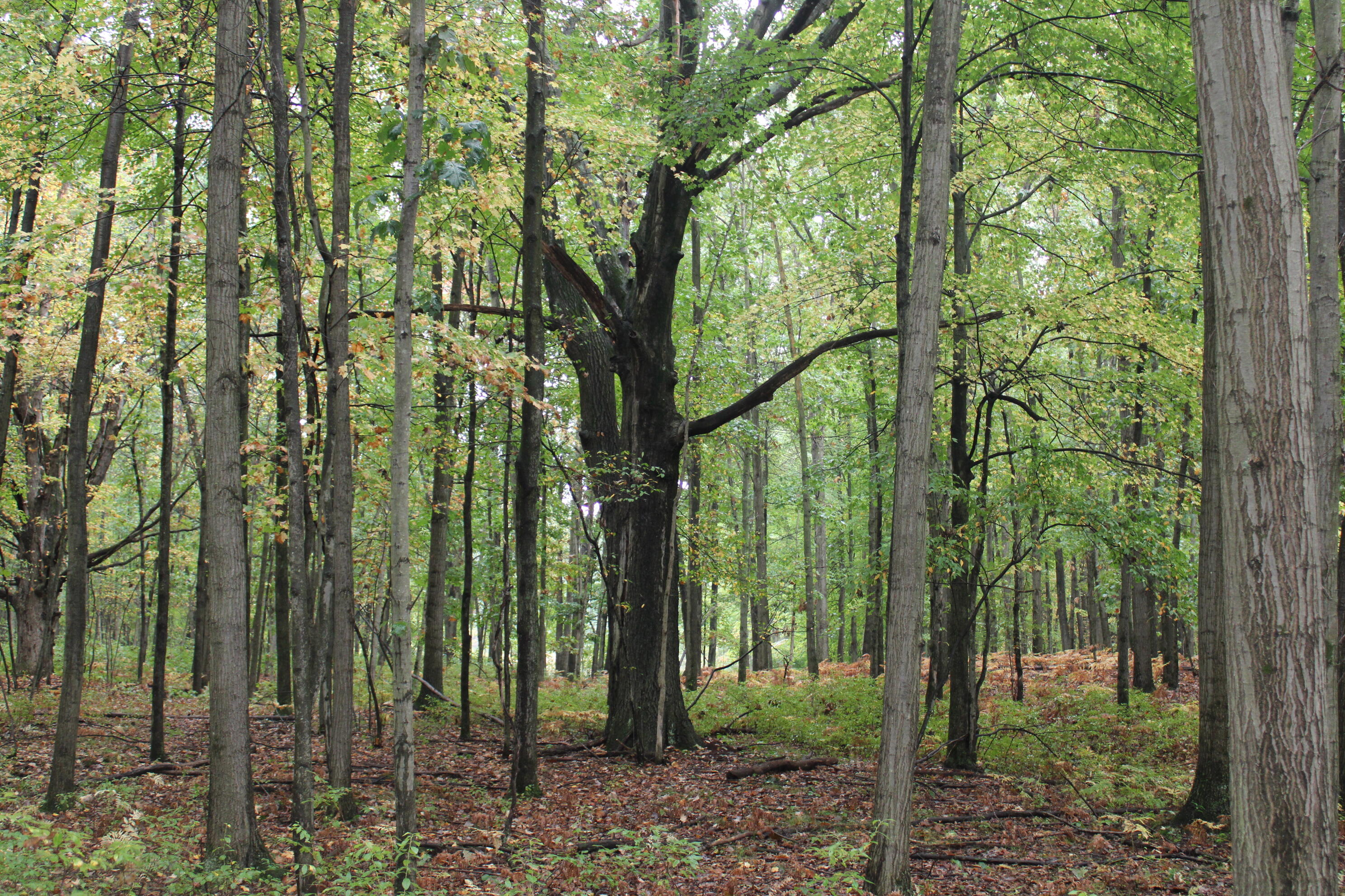 -vl South Mason Road Ashley, MI 48806 - Photo 21 of 44 IMG_5041