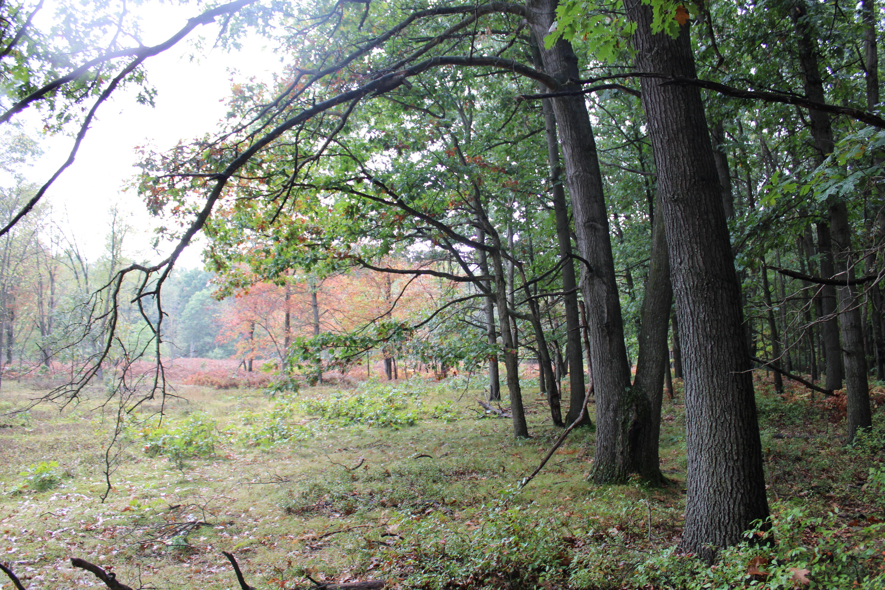 -vl South Mason Road Ashley, MI 48806 - Photo 22 of 44 IMG_5042