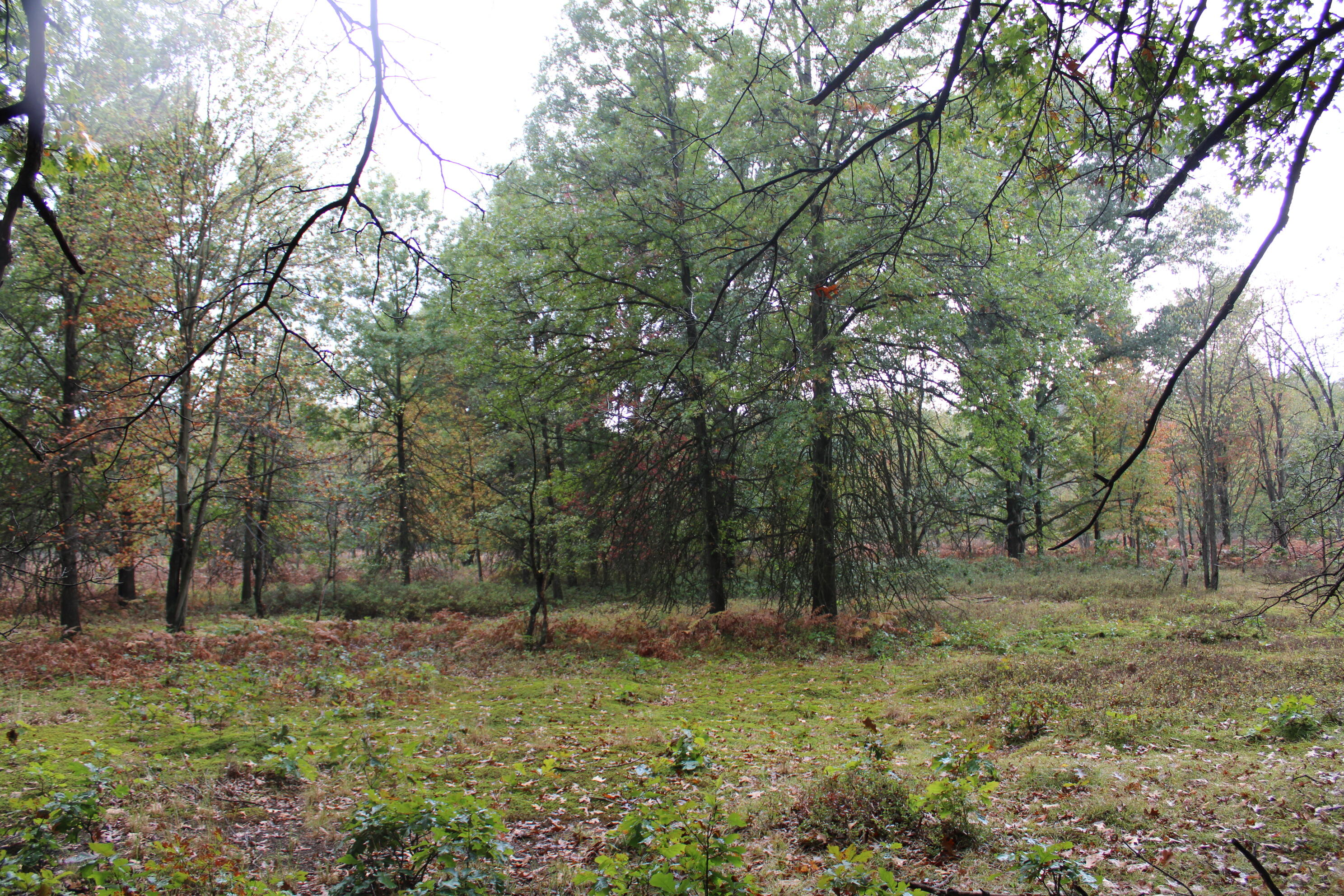 -vl South Mason Road Ashley, MI 48806 - Photo 23 of 44 IMG_5043