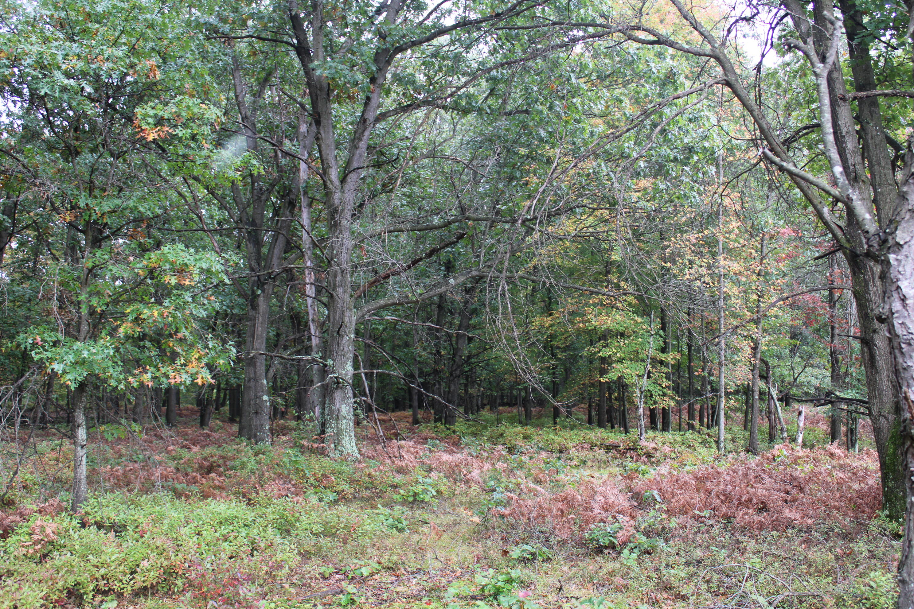 -vl South Mason Road Ashley, MI 48806 - Photo 24 of 44 IMG_5044