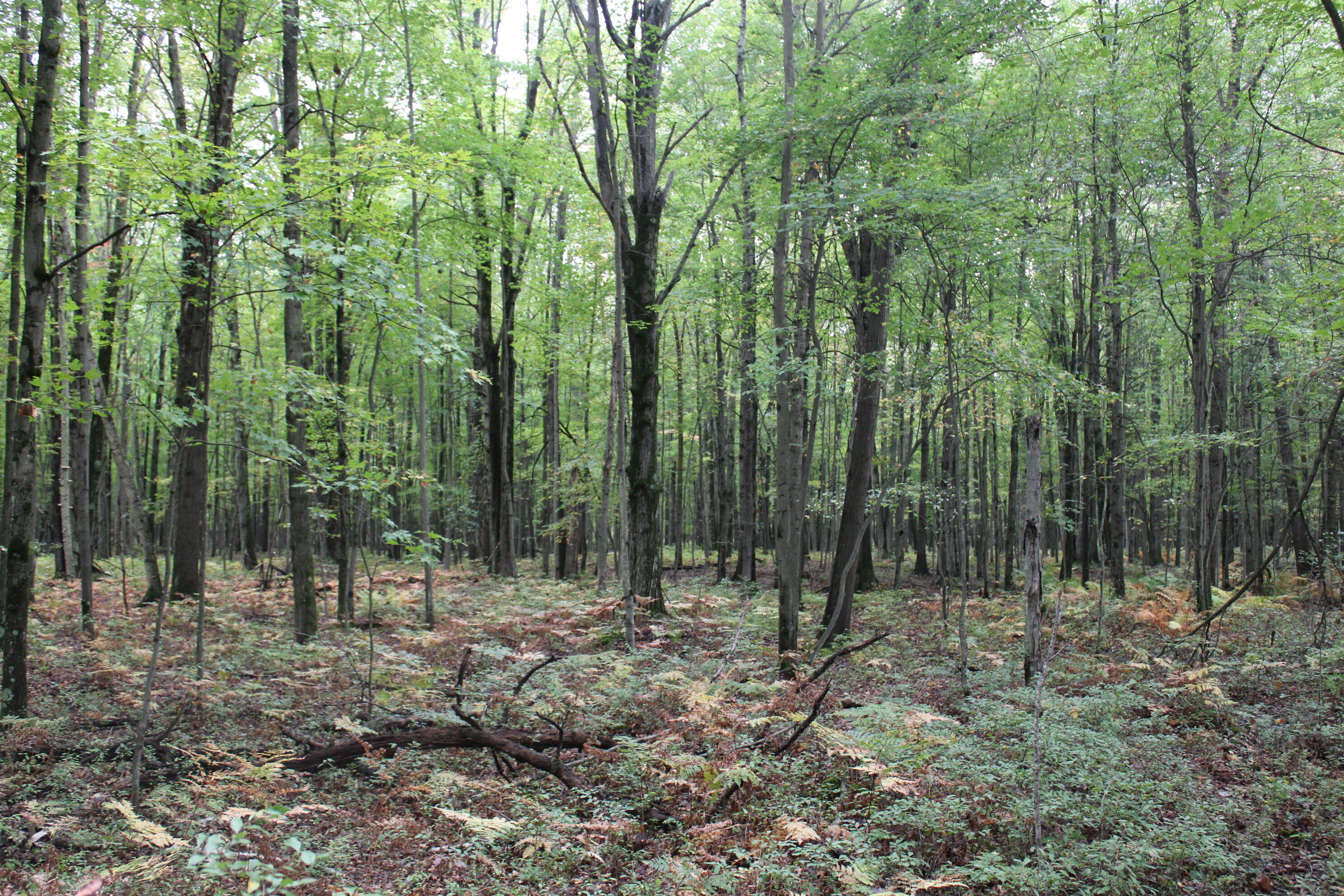 -vl South Mason Road Ashley, MI 48806 - Photo 26 of 44 IMG_5046