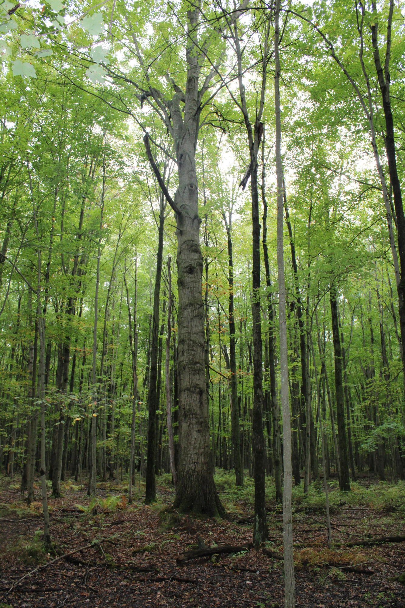 -vl South Mason Road Ashley, MI 48806 - Photo 27 of 44 IMG_5047