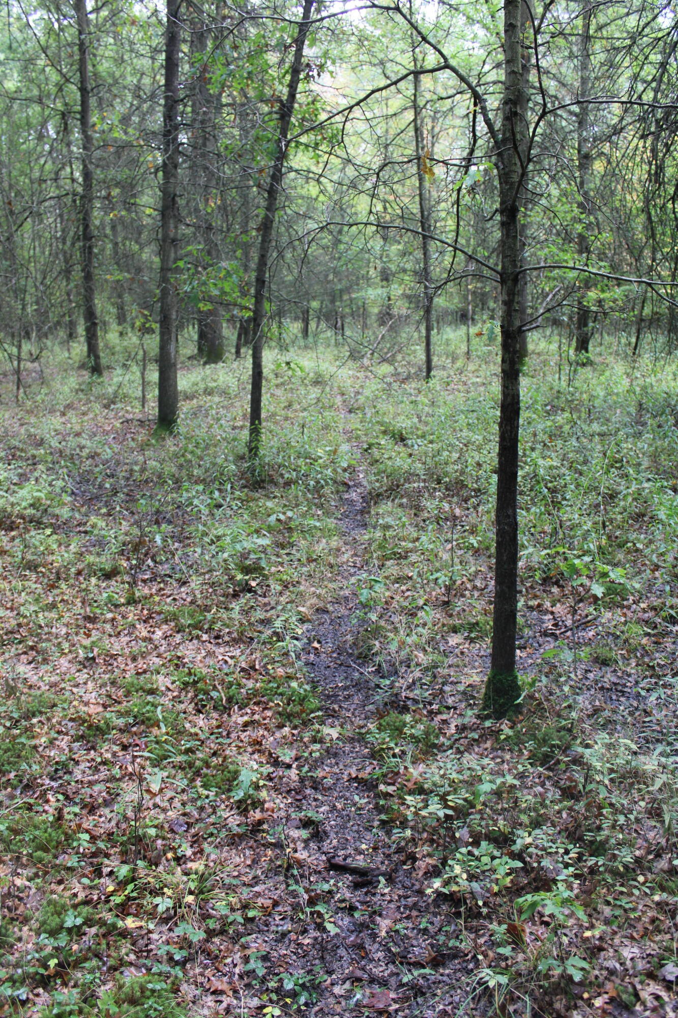 -vl South Mason Road Ashley, MI 48806 - Photo 28 of 44 IMG_5048