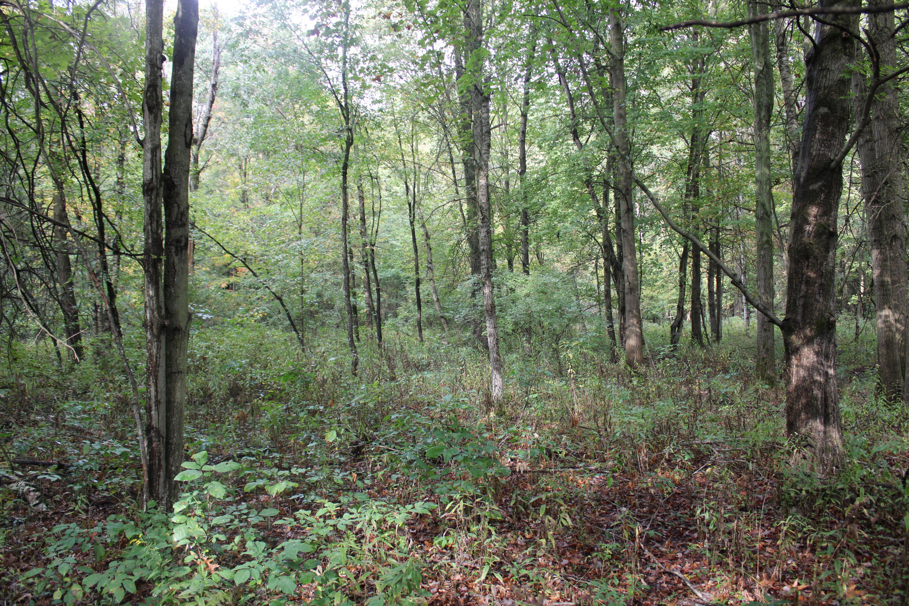 -vl South Mason Road Ashley, MI 48806 - Photo 32 of 44 IMG_5052