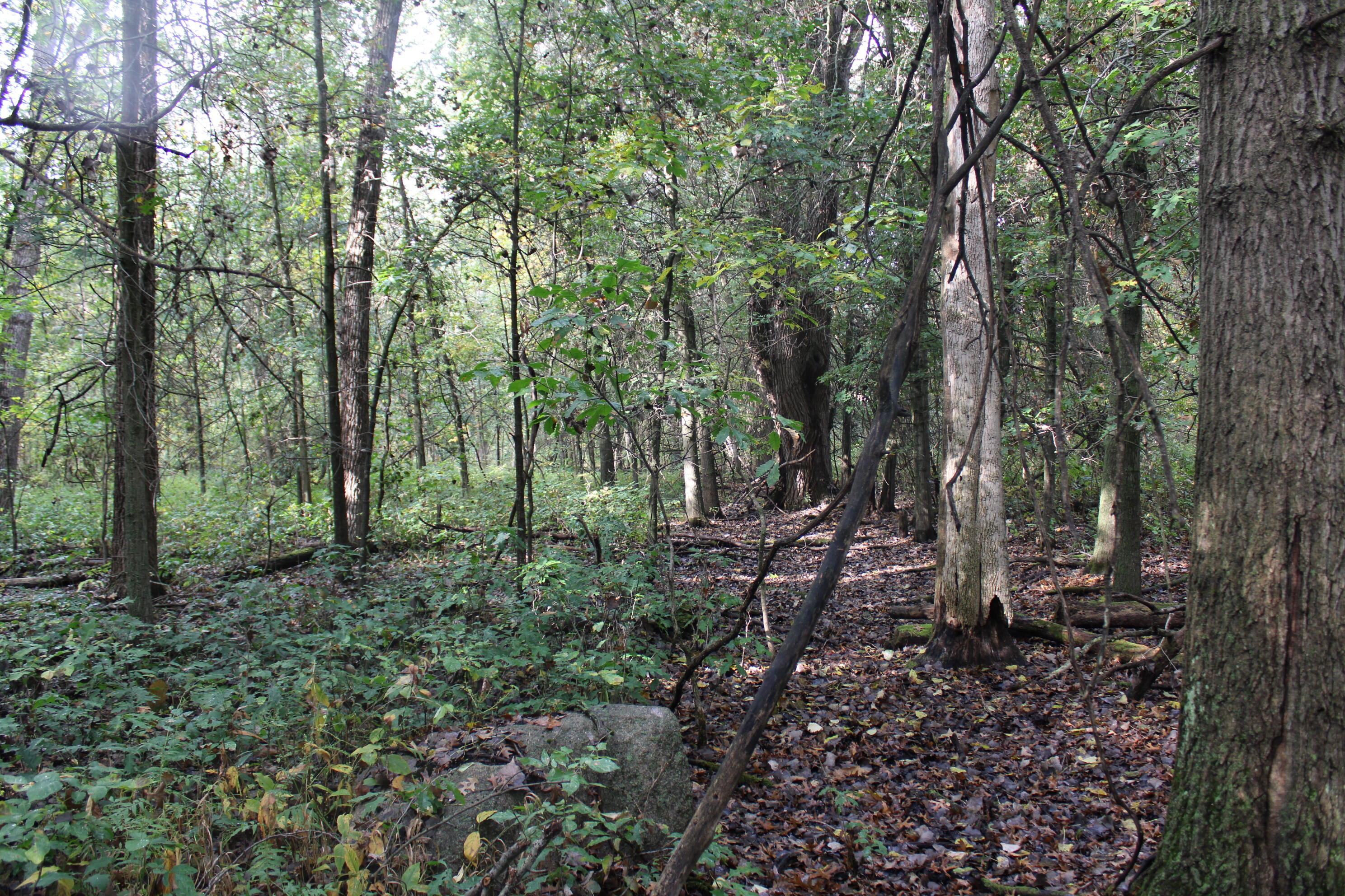 -vl South Mason Road Ashley, MI 48806 - Photo 34 of 44 IMG_5054