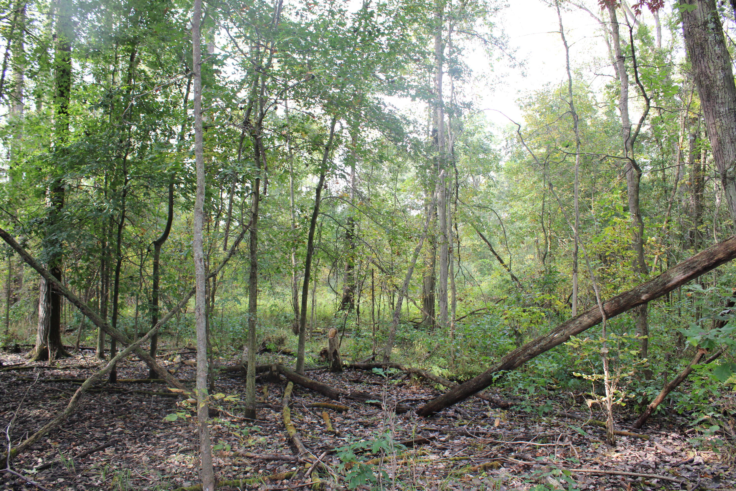 -vl South Mason Road Ashley, MI 48806 - Photo 35 of 44 IMG_5055