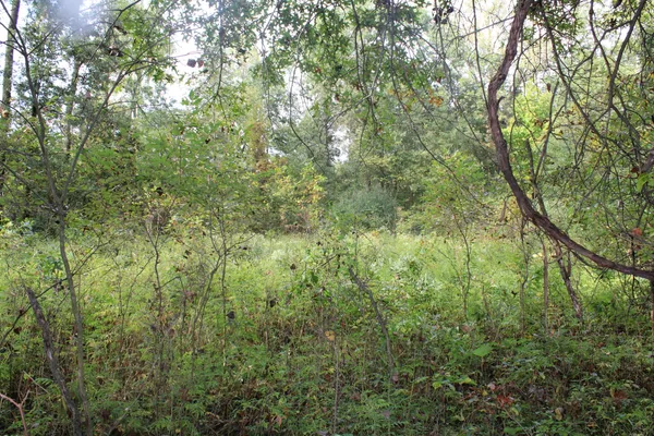 $539,000 | -vl South Mason Road, Ashley, MI 48806