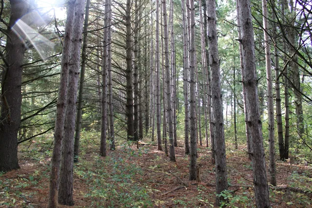 $539,000 | -vl South Mason Road, Ashley, MI 48806