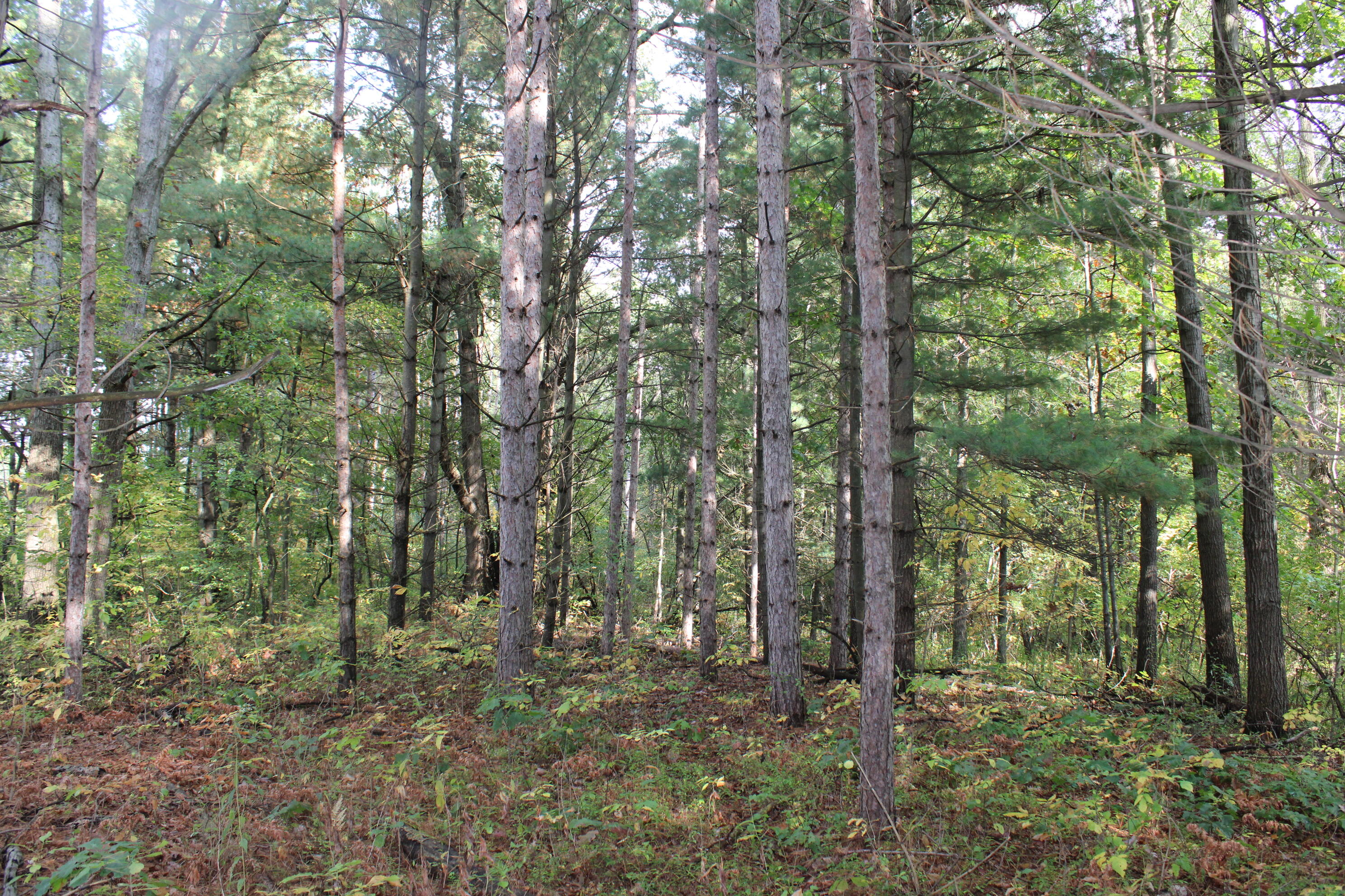 -vl South Mason Road Ashley, MI 48806 - Photo 42 of 44 IMG_5062