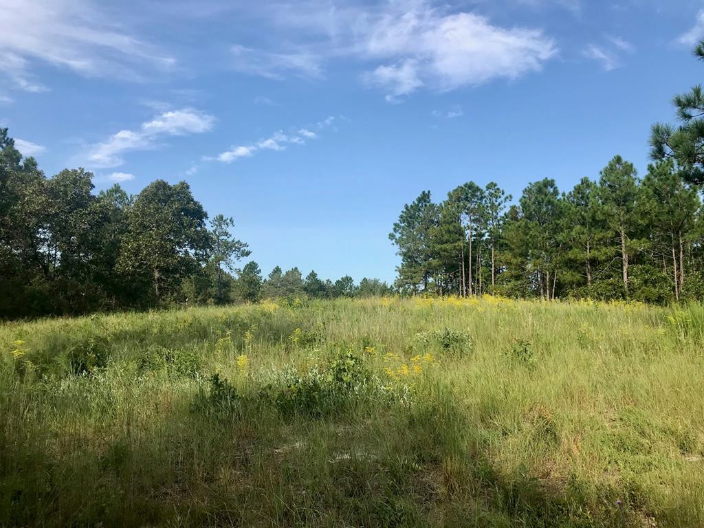 Lot#13-19 Holder Road Batesburg, SC 29006 - Photo 8 of 18