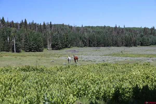 a view of a green field with trees in the background