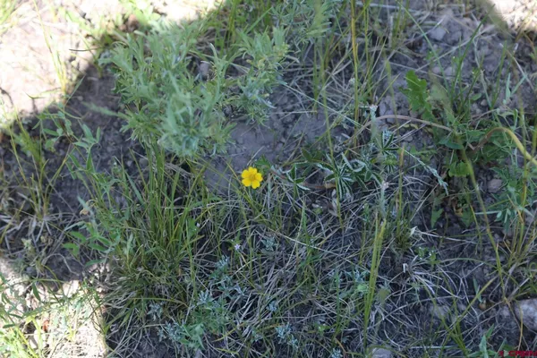a view of a plant in a garden