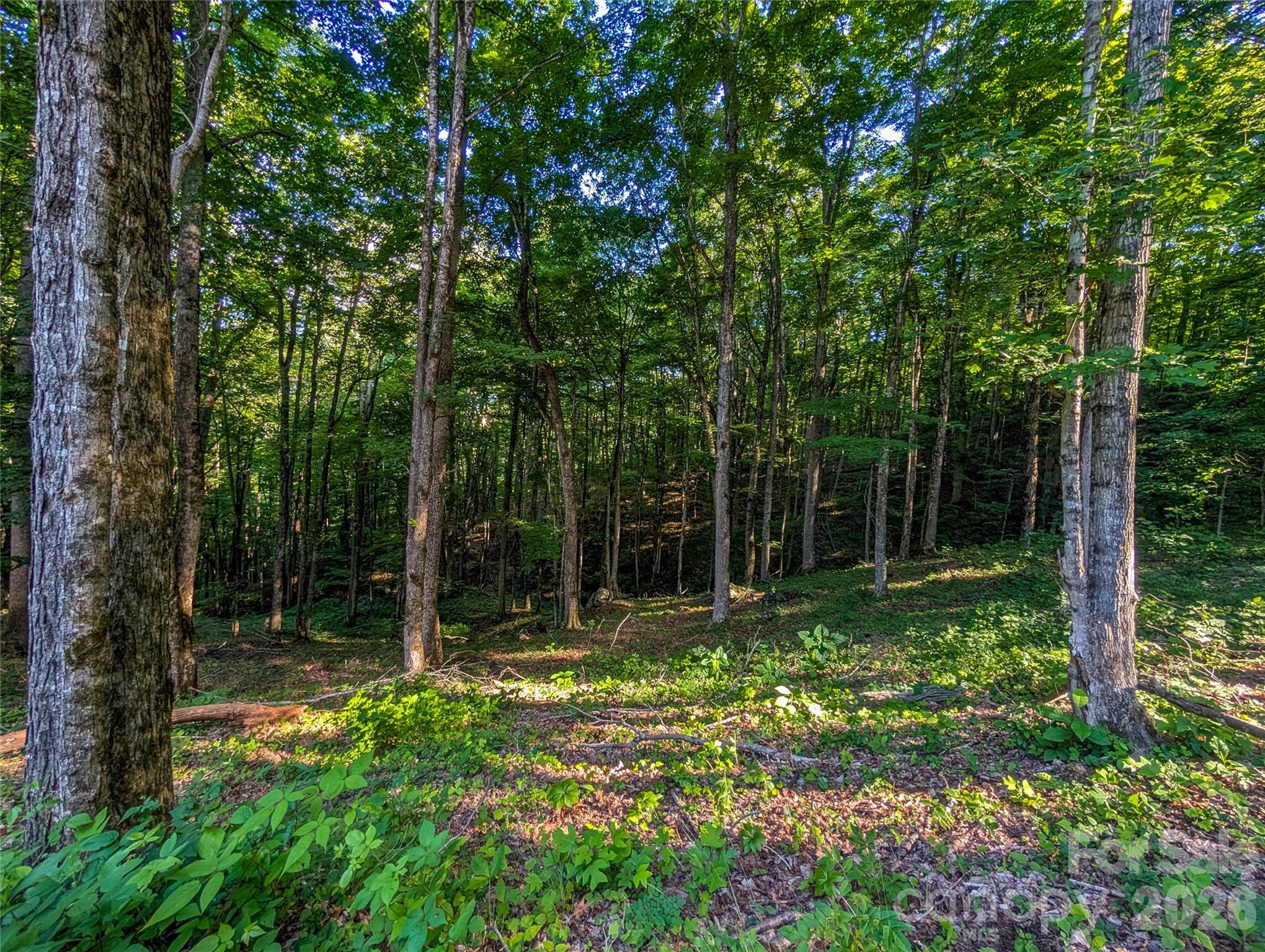 0 Amber Ranches, Unit 47 Bakersville, NC 28705 - Photo 6 of 18