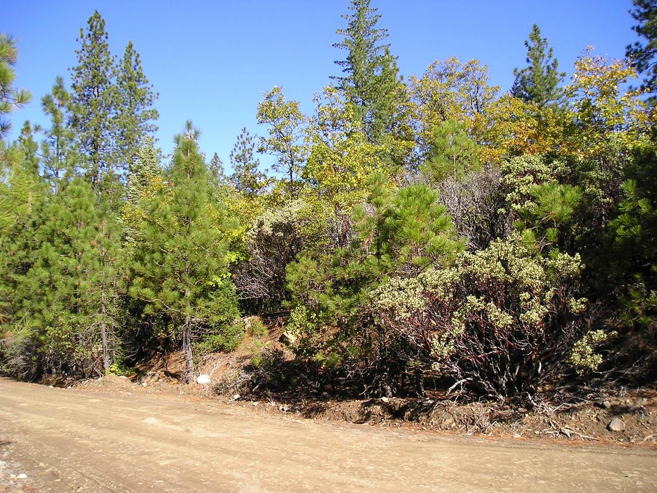 5-ac Rl Smith Logging Road Oak Run, CA 96069 - Photo 1 of 1 a view of a large tree with lots of trees