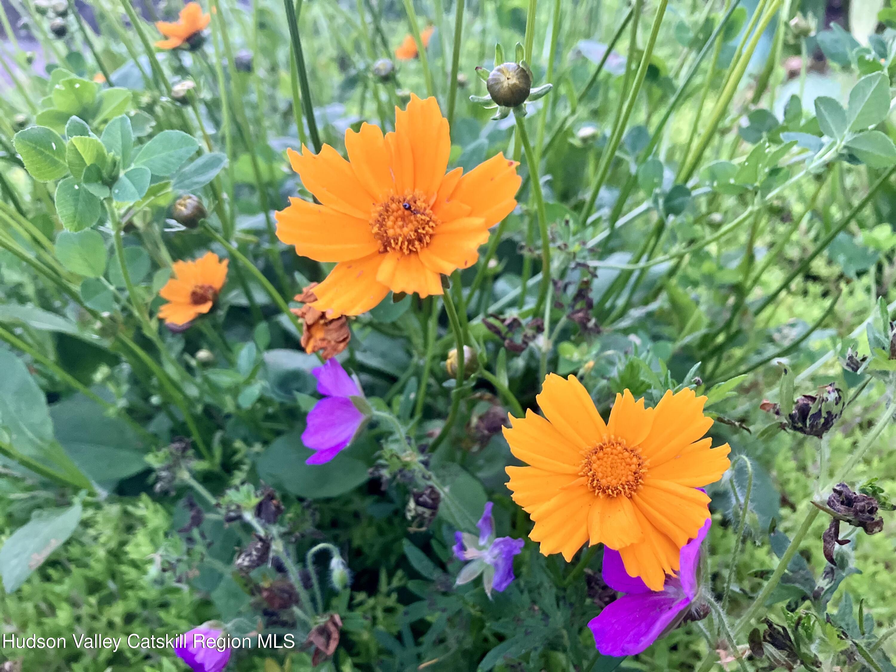 1492 County Road Copake, NY 12516 - Photo 29 of 34 a view of a flower in a garden