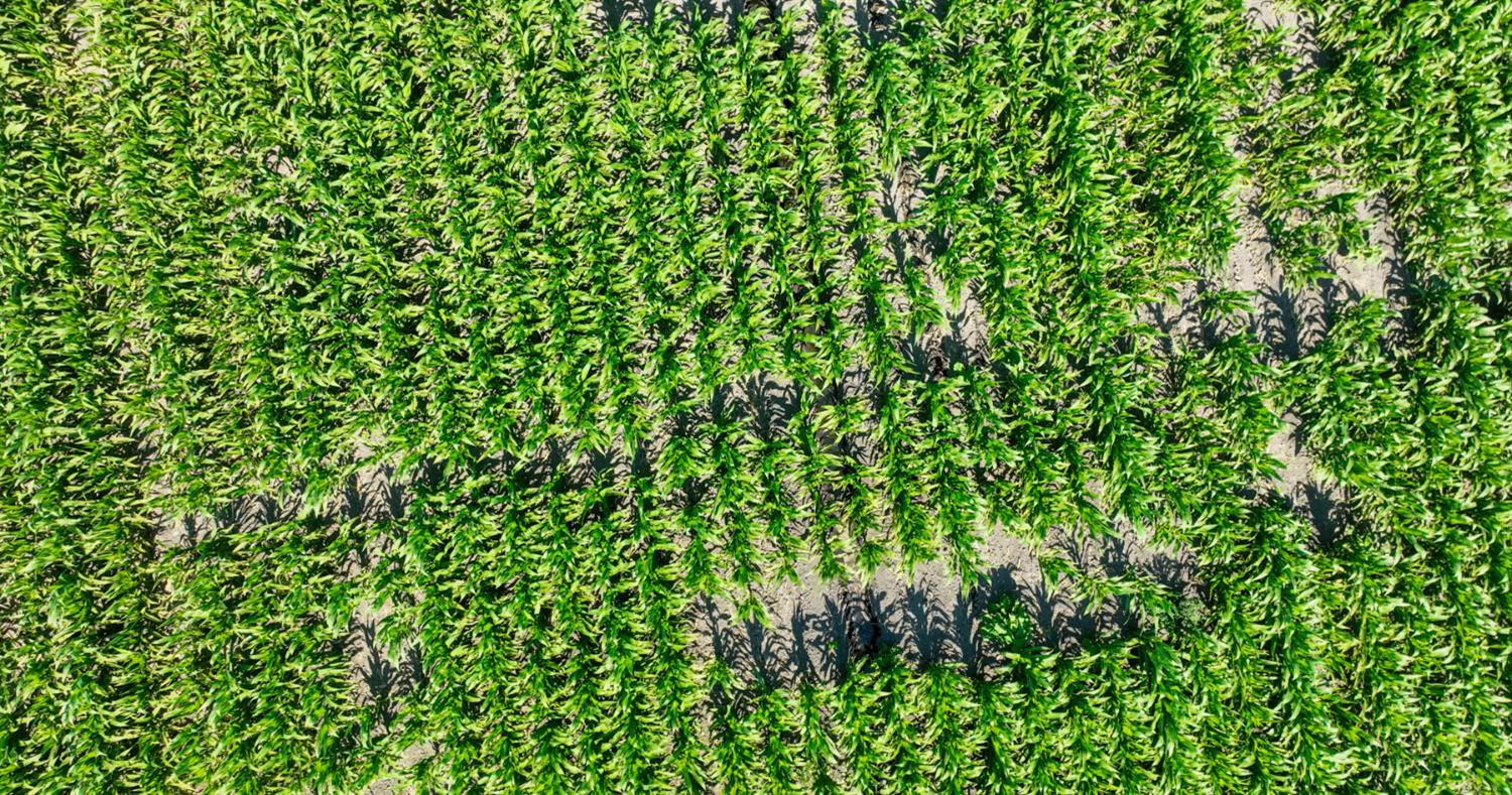 0 Tyler Island Road Walnut Grove, CA 95641 - Photo 8 of 39 a view of a lush green field