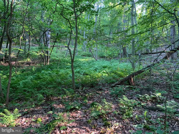 a view of a garden with plants and trees