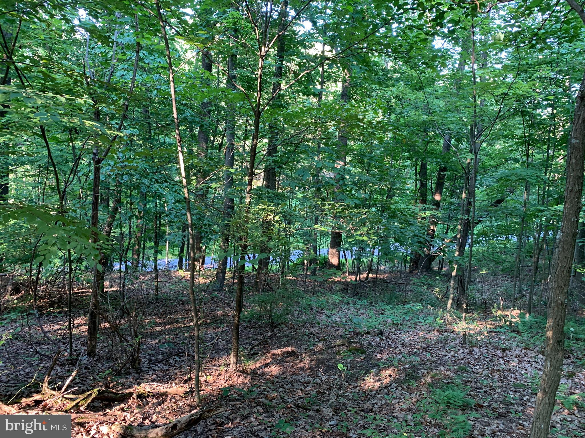 Old Hancock Road Cumberland, MD 21502 - Photo 5 of 15 a view of a tree in a yard