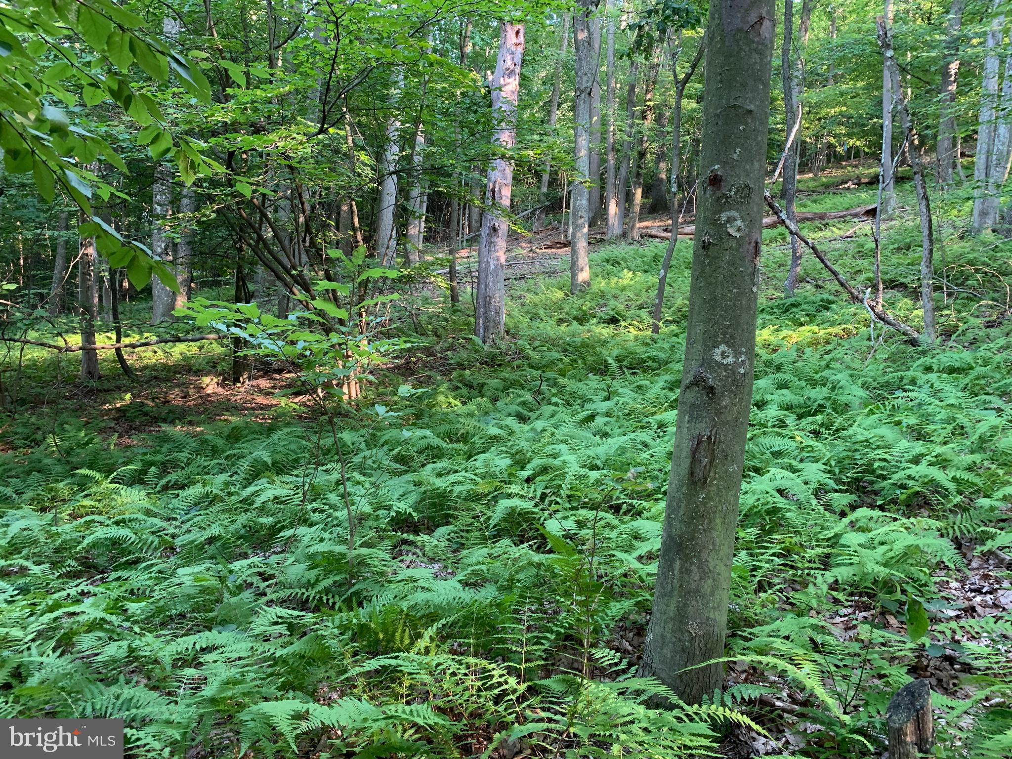 Old Hancock Road Cumberland, MD 21502 - Photo 6 of 15 a backyard of a house with lots of green space and trees