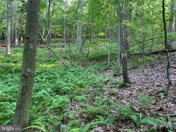 a view of forest